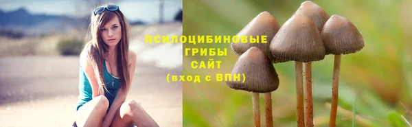 прущие грибы Богородицк
